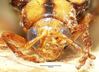 Media type: image;   Entomology 18456 Aspect: head frontal view